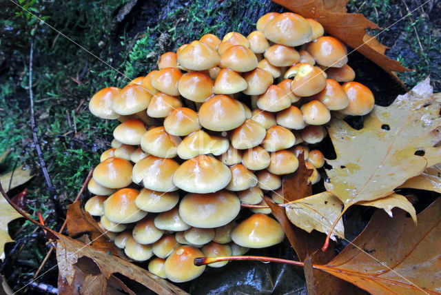 Gewone zwavelkop (Hypholoma fasciculare var. fascicularis)