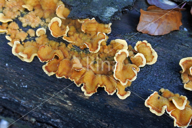 Hairy curtain crust (Stereum hirsutum)