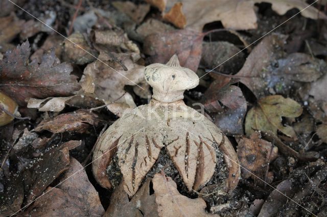 Striate Earthstar (Geastrum striatum)