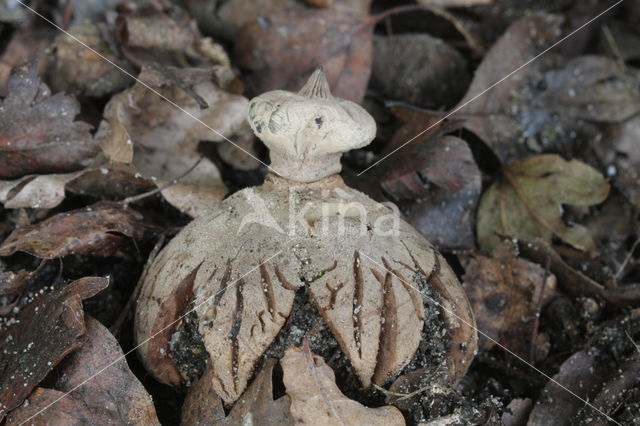 Striate Earthstar (Geastrum striatum)