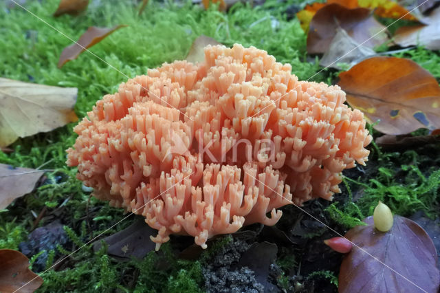 Ramaria fagetorum