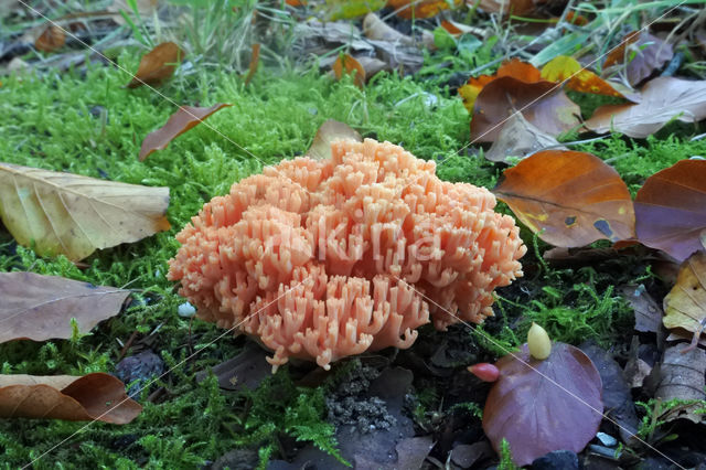 Ramaria fagetorum