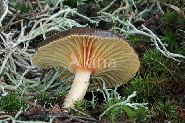 Pine-wood Waxy Cap (Hygrophorus hypothejus var. hypothejus)