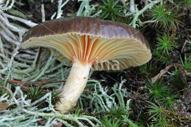 Pine-wood Waxy Cap (Hygrophorus hypothejus var. hypothejus)