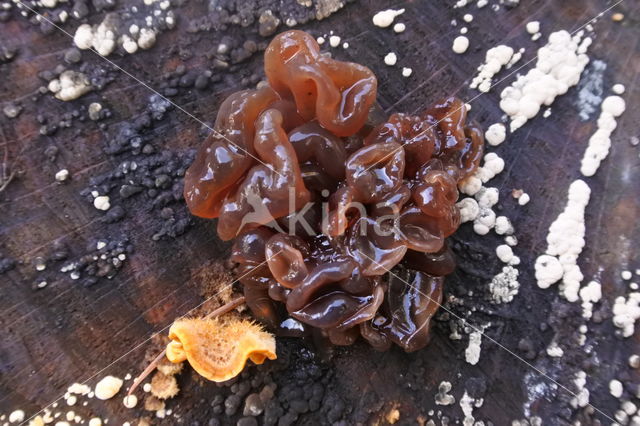 Bruine trilzwam (Tremella foliacea)