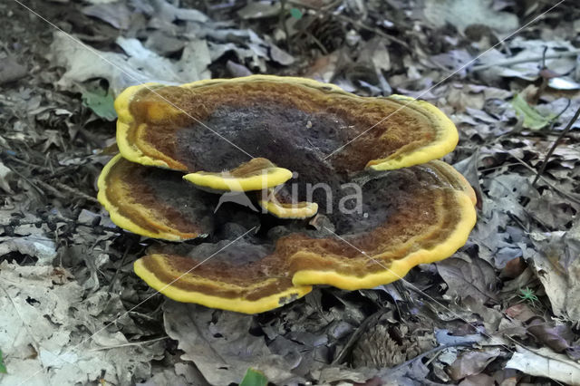 Fraaisteelmycena (Mycena inclinata)