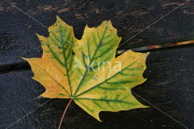 maple (Acer spec.)