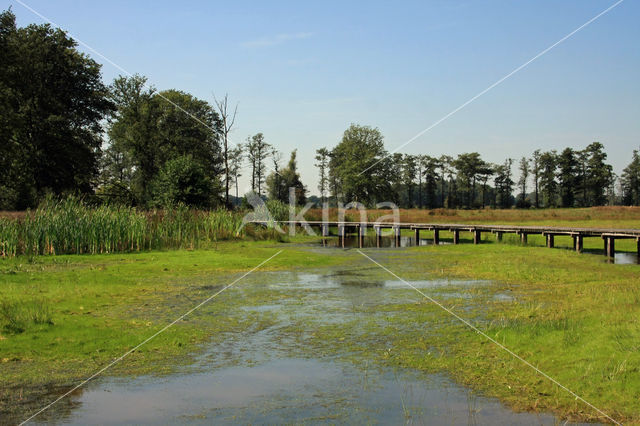 Pillwort (Pilularia globulifera)