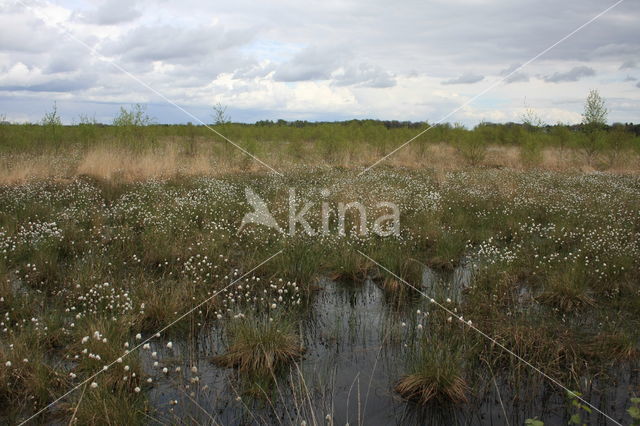 Eenarig wollegras (Eriophorum vaginatum)