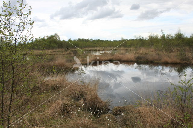 Eenarig wollegras (Eriophorum vaginatum)