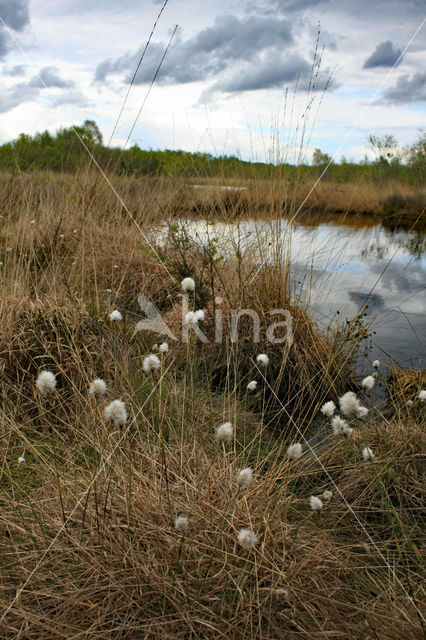 Eenarig wollegras (Eriophorum vaginatum)