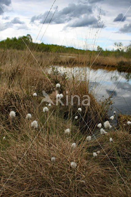 Hare's-tail Cottongrass (Eriophorum vaginatum)