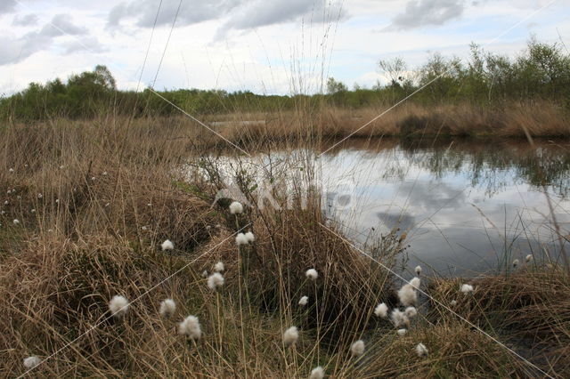 Hare's-tail Cottongrass (Eriophorum vaginatum)