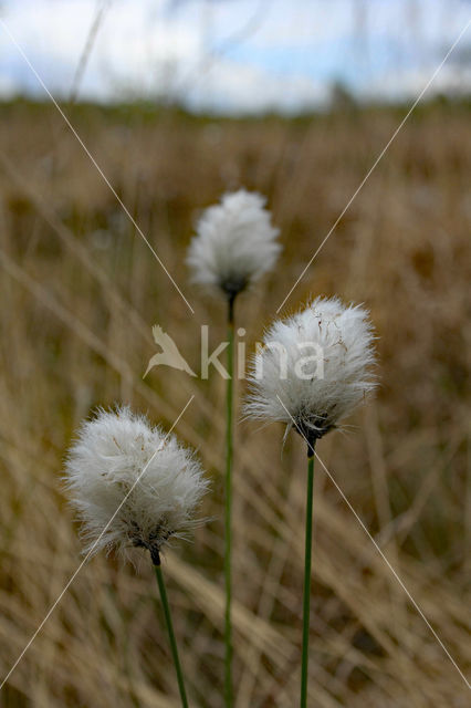 Hare's-tail Cottongrass (Eriophorum vaginatum)