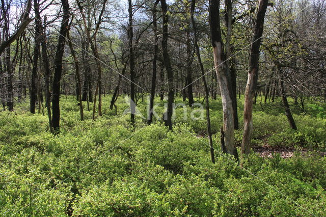 Zomereik (Quercus robur)