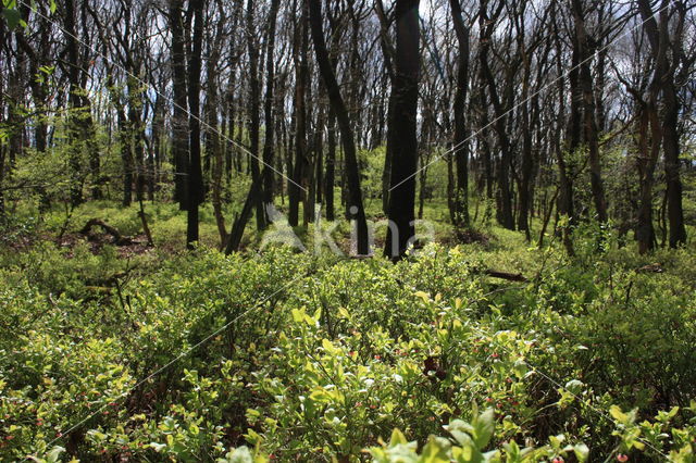 Zomereik (Quercus robur)