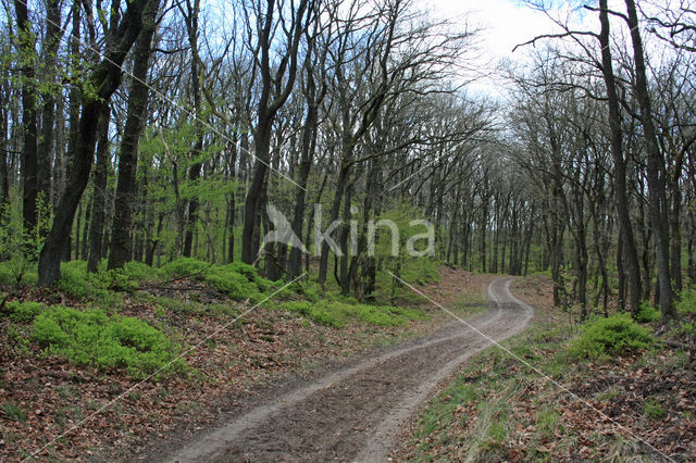 Zomereik (Quercus robur)