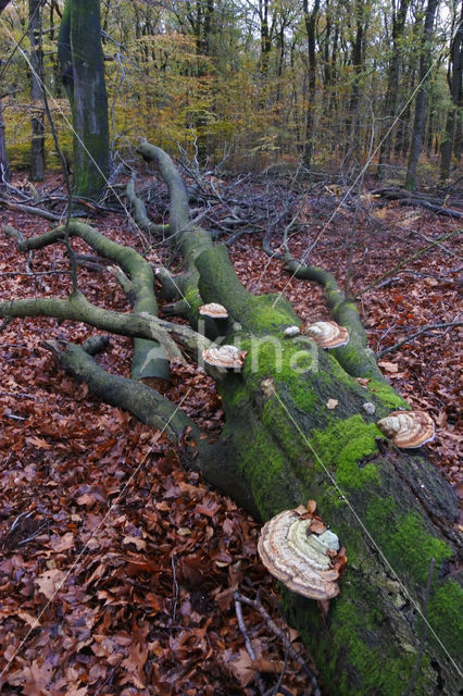 Echte tonderzwam (Fomes fomentarius)