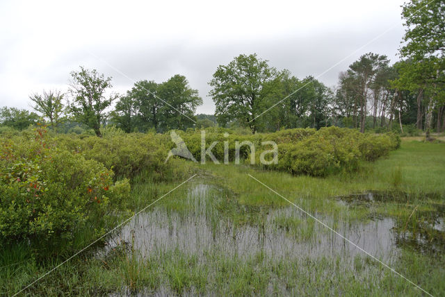 Gagel (Myrica gale)