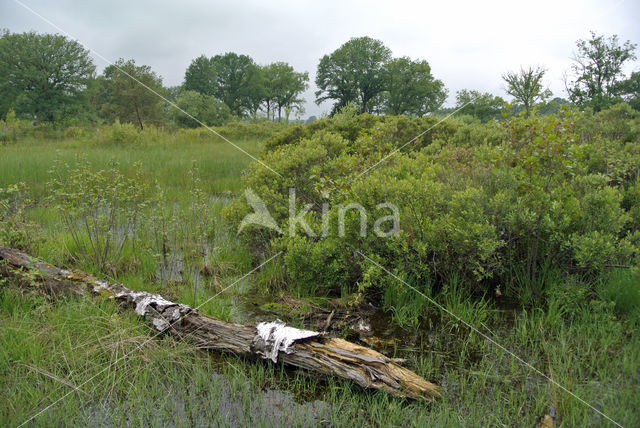 Bog myrtle (Myrica gale)