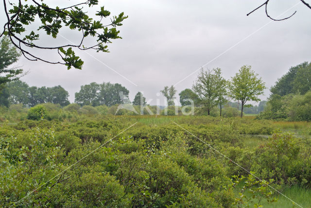 Bog myrtle (Myrica gale)