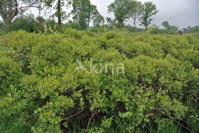 Gagel (Myrica gale)