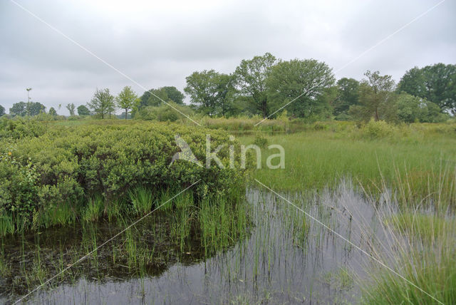 Bog myrtle (Myrica gale)