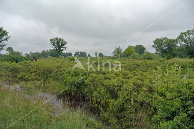 Bog myrtle (Myrica gale)