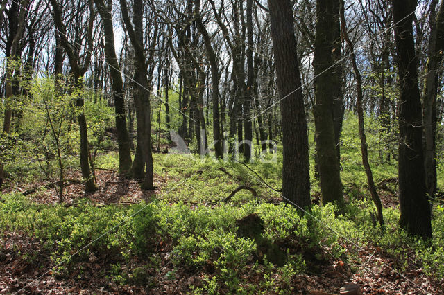 Zomereik (Quercus robur)