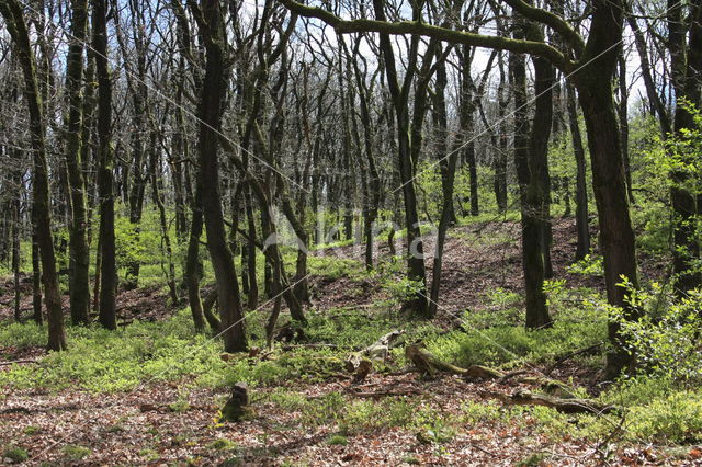 Zomereik (Quercus robur)