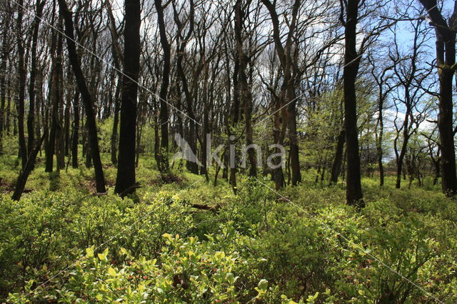 Zomereik (Quercus robur)