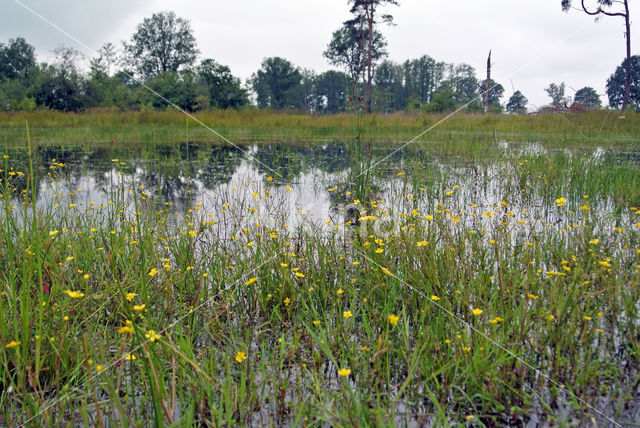 Empese en Tondense Heide