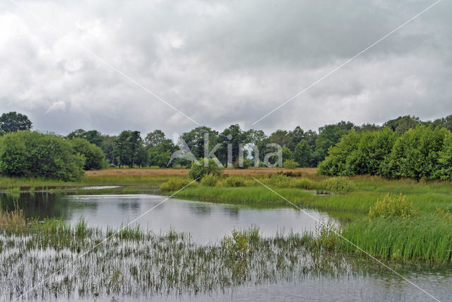 Empese en Tondense Heide