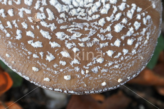 Panther mushroom (Amanita pantherina)