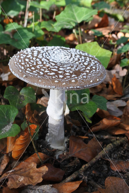 Panther mushroom (Amanita pantherina)