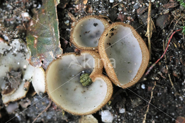 Kleine bruine bekerzwam (Humaria hemisphaerica)