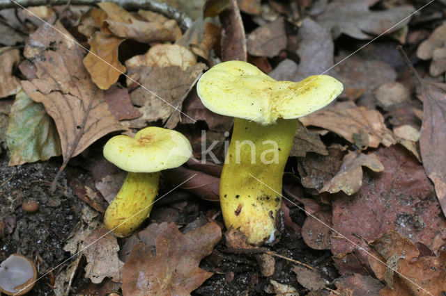 sulphur knight (Tricholoma sulphureum)