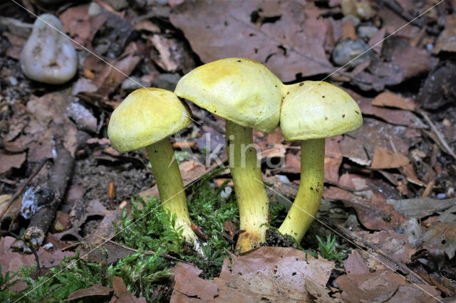 Narcisridderzwam (Tricholoma sulphureum)