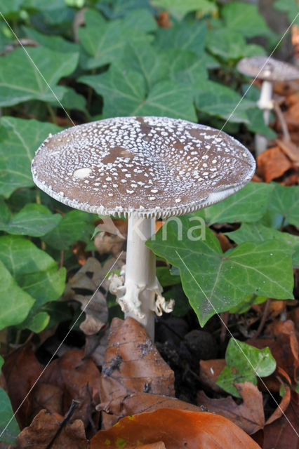 Panther mushroom (Amanita pantherina)