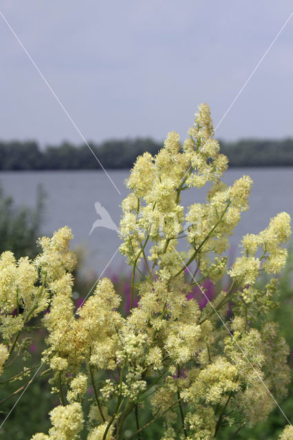 Poelruit (Thalictrum flavum)