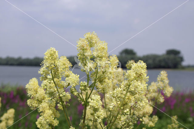 Poelruit (Thalictrum flavum)