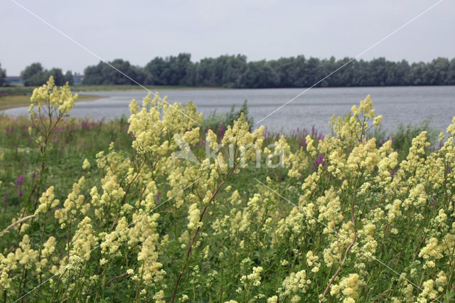 Poelruit (Thalictrum flavum)