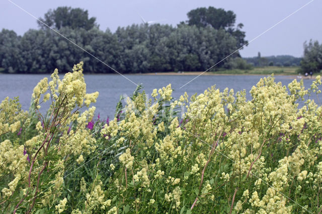 Poelruit (Thalictrum flavum)