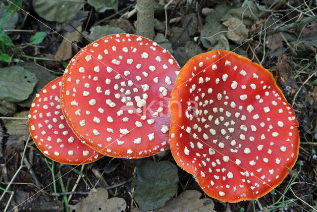 Vliegenzwam (Amanita muscaria)