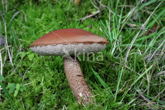 Rosse populierboleet (Leccinum rufum)