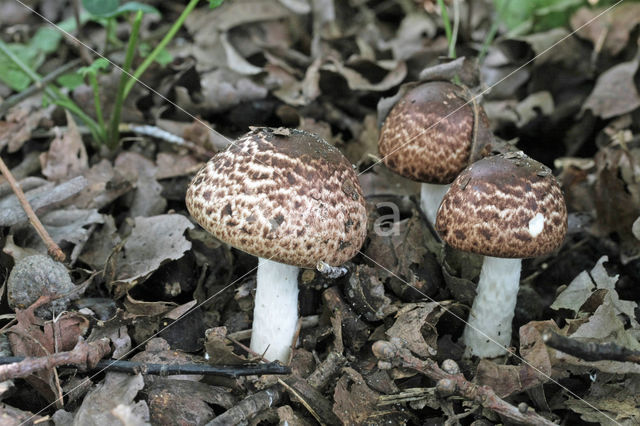 Schubbige boschampignon (Agaricus silvaticus)