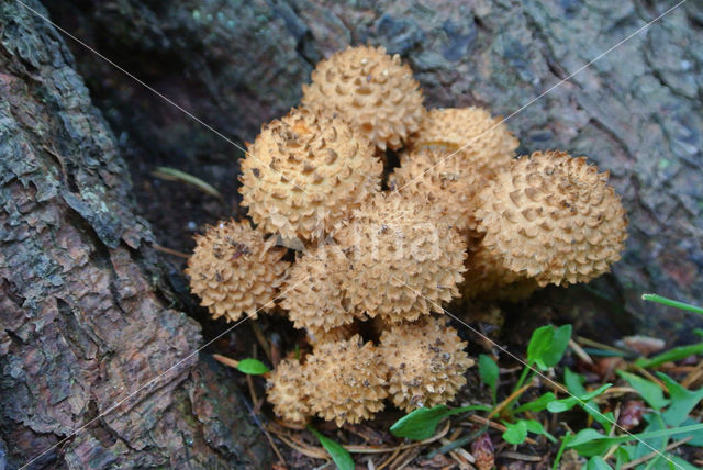 Shaggy Scalycap (Pholiota squarrosa)