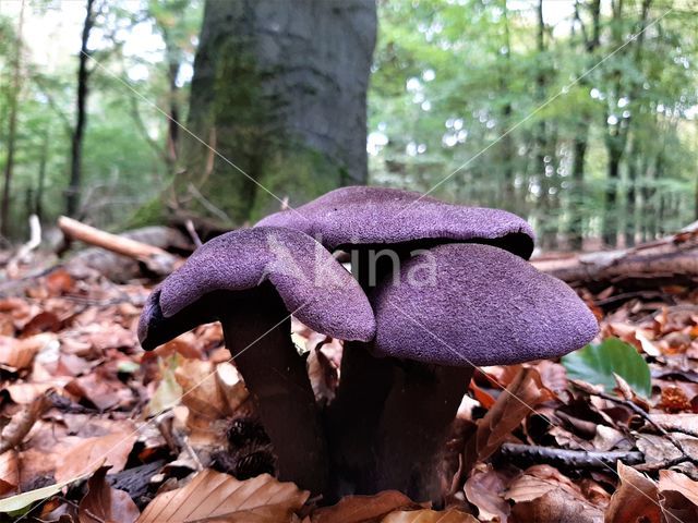 Purple Cort (Cortinarius violaceus)