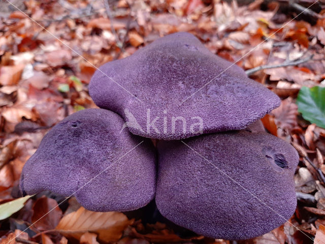 Purple Cort (Cortinarius violaceus)