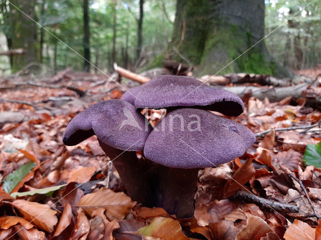 Purple Cort (Cortinarius violaceus)